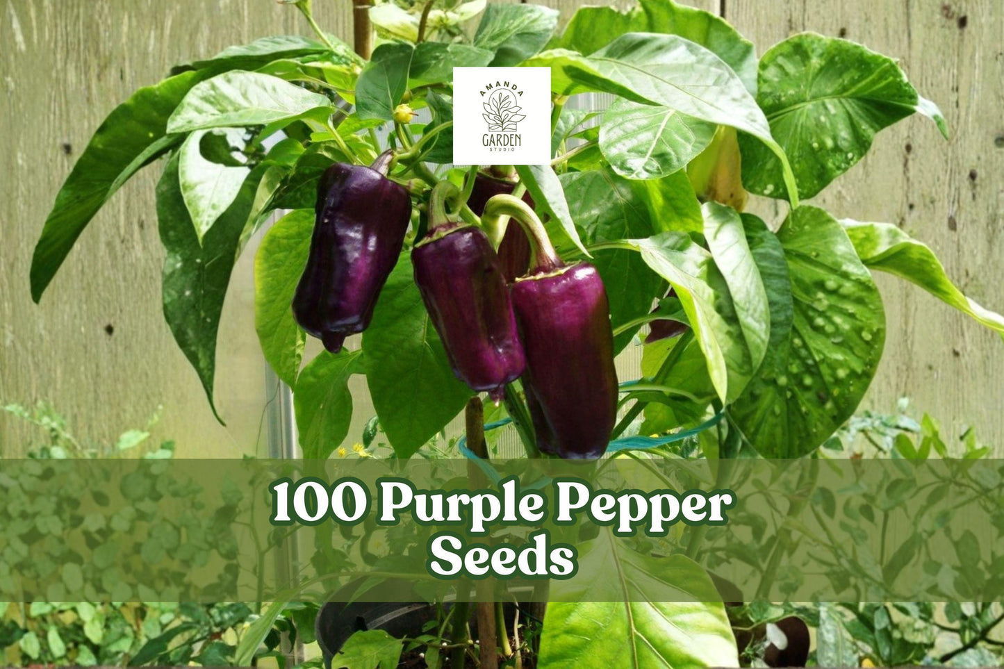 100 Purple Pepper Seeds for Planting – Capsicum annuum, Vegetable Seeds for Garden, Container & Bed Growing