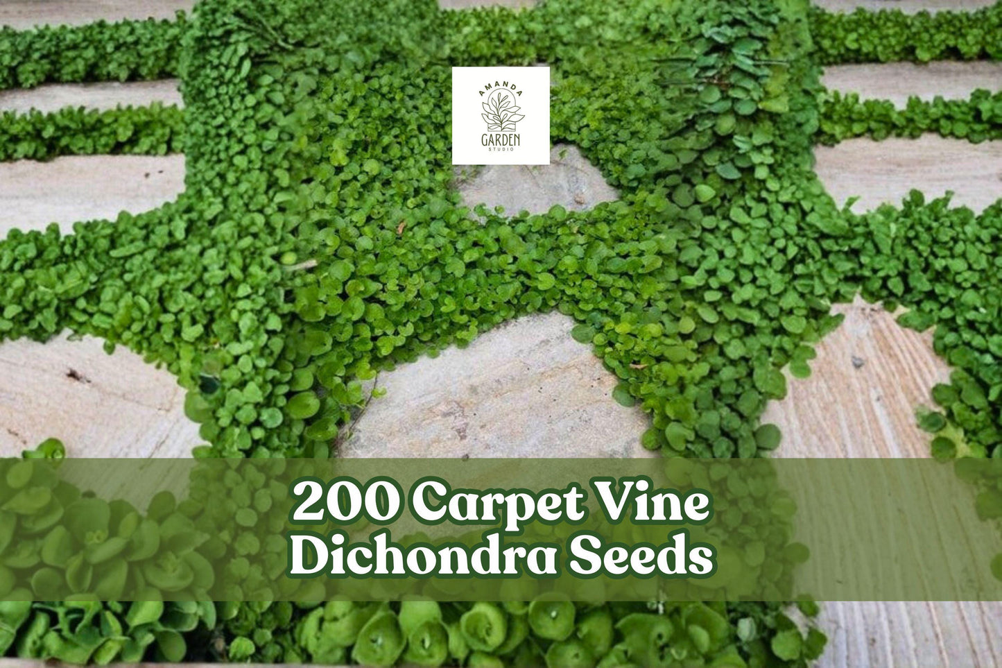 200 Carpet Vine Dichondra Seeds for Ground Cover, Spreading Planting Seeds, Dichondra spp.