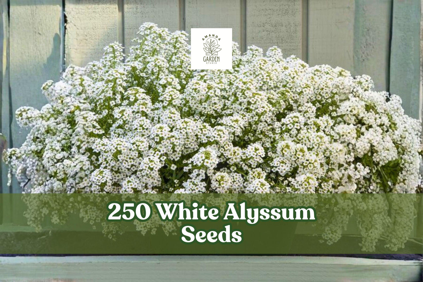 250 White Alyssum Seeds for Planting, Lobularia maritima, Ground Cover, Edging, Container Planting