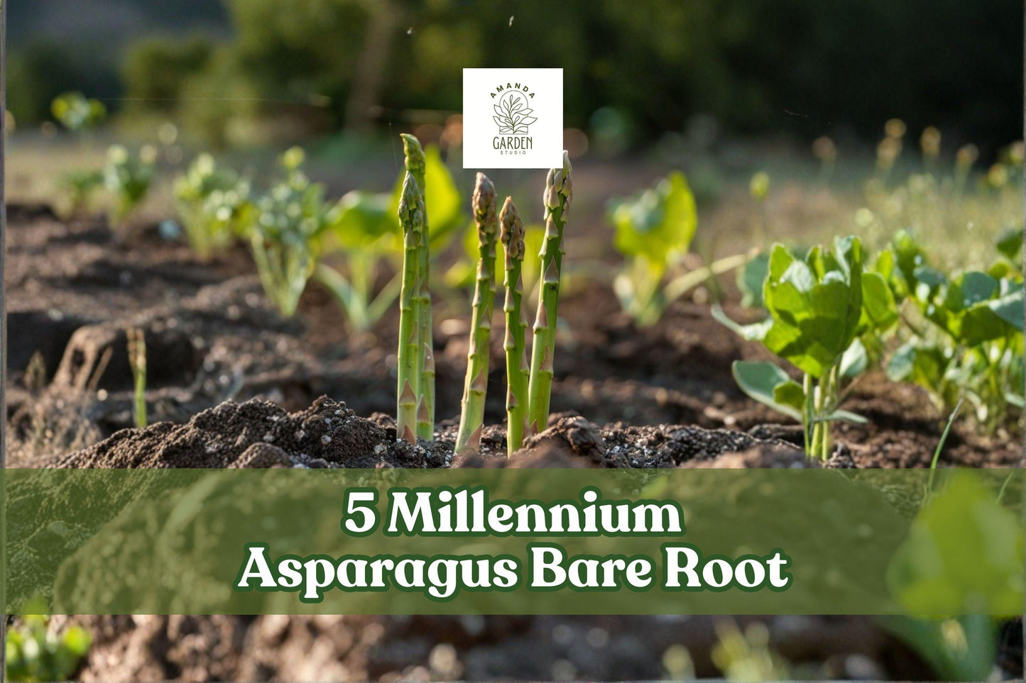 Millennium Asparagus Bare Root Crowns – 5 Live 2-Year Vegetable Plants, Perennial, Outdoor Garden, Asparagus officinalis