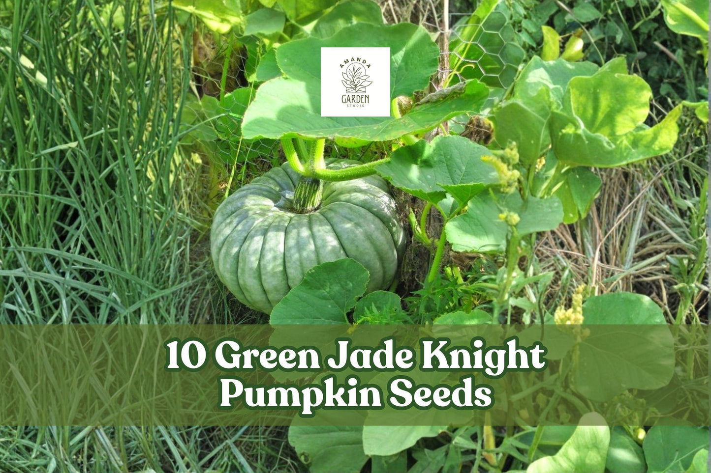 10 Green Jade Knight Pumpkin Seeds for Planting, Decorative Cucurbita maxima, Fall Garden, Ornamental Pumpkin Seeds
