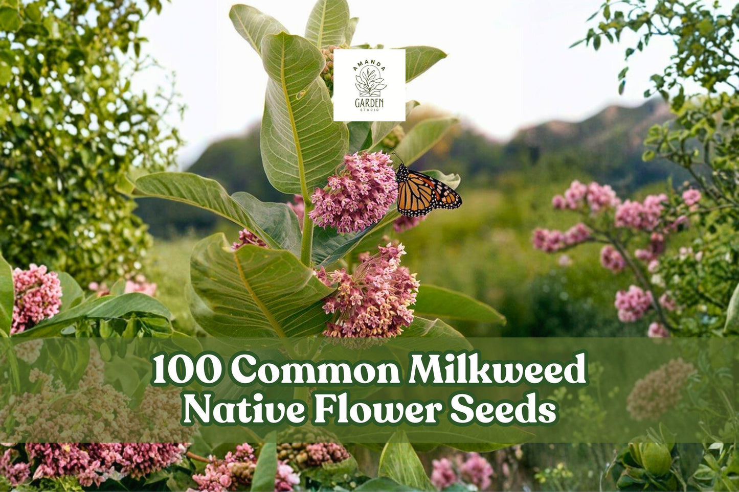 100 Common Milkweed Seeds - Native Wildflower, Asclepias syriaca, Perennial for Gardens & Meadows