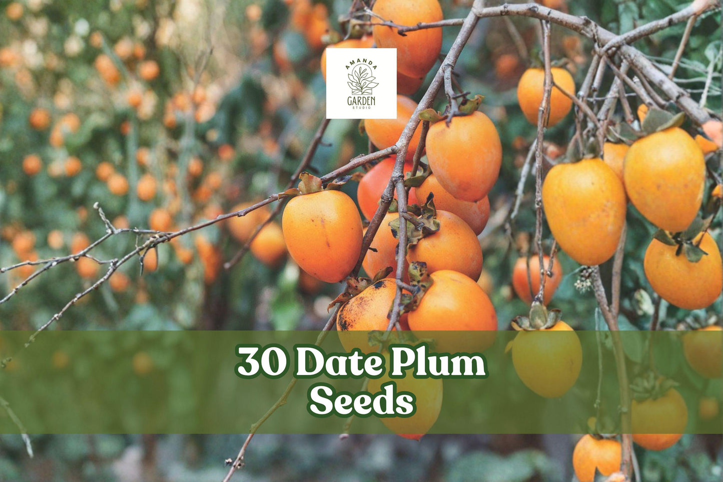 30 Date Plum Seeds for Planting | Diospyros lotus | Ornamental Deciduous Tree for Garden & Landscape