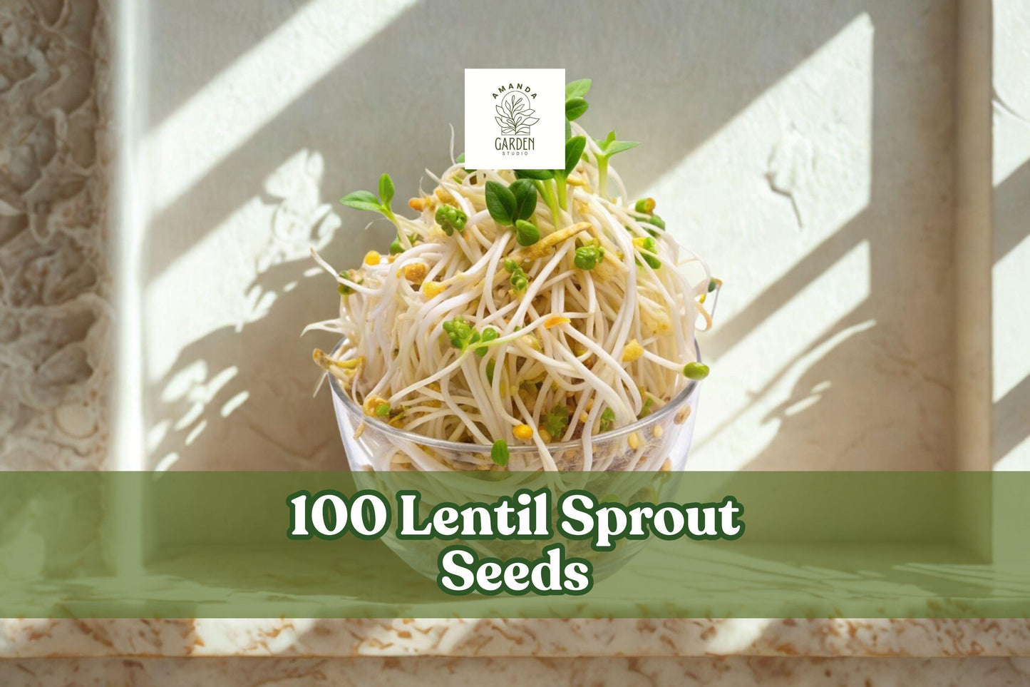 100 Lentil Sprout Seeds for Indoor Water Sprouting – Lens culinaris, Easy Home Kitchen Grow