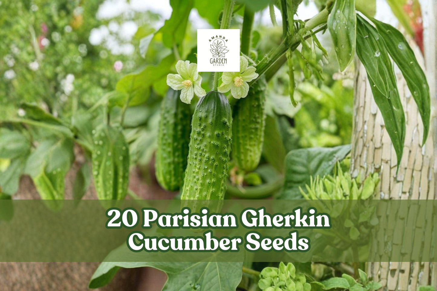 20 Parisian Gherkin Cucumber Seeds – Compact, Semi-Vining, Black-Spined, Cucumis sativus, for Container & Garden Planting