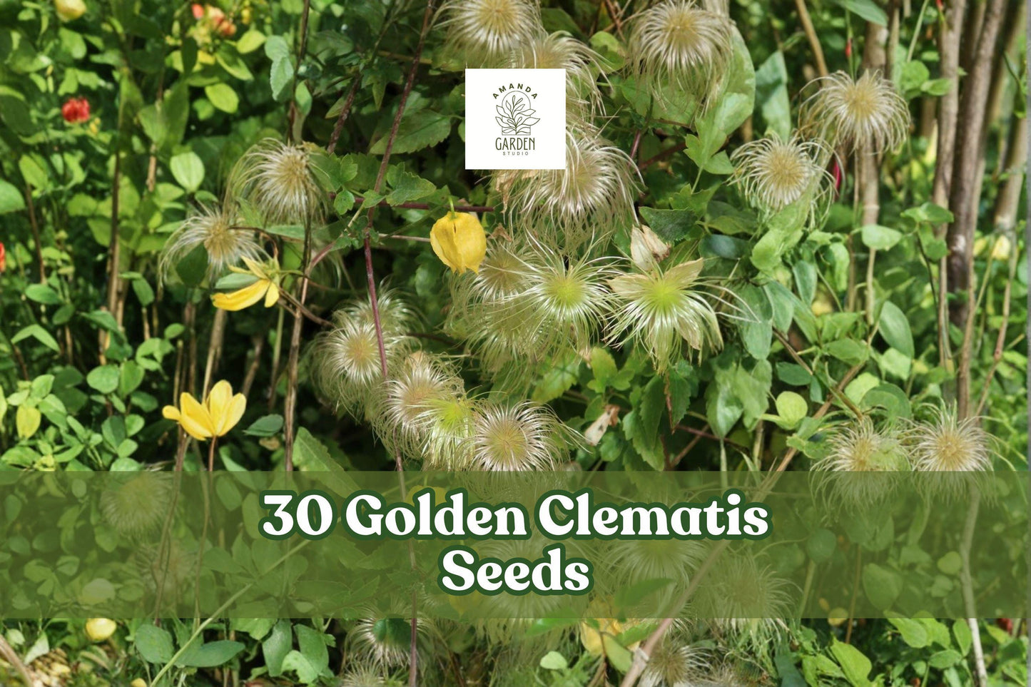 30 Golden Clematis Seeds – Clematis tangutica Yellow Flower Climbing Vine for Garden Trellises & Fences