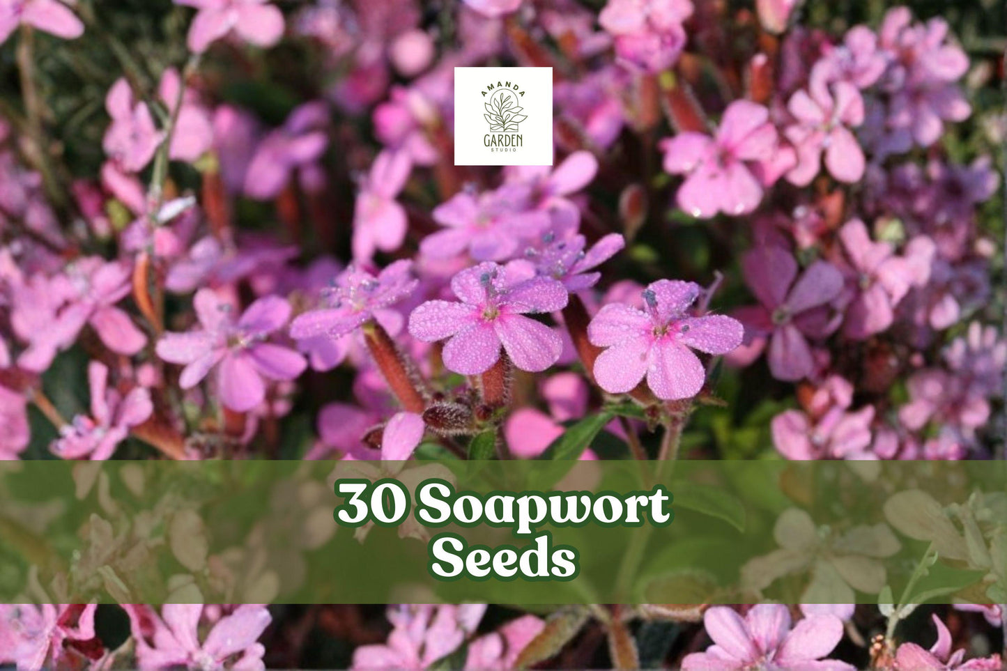 30 Soapwort Seeds | Perennial Flowering Plant | Pink to White Blooms | Saponaria officinalis for Garden Beds & Borders