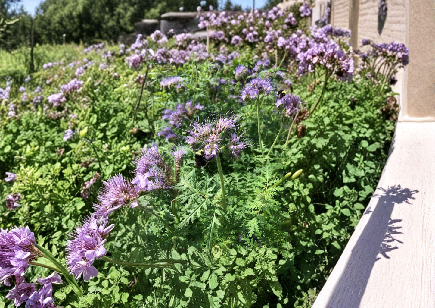 Lacy Phacelia Seeds, Purple-Blue Wildflower, Bee & Pollinator Garden, Bloom Haven Nursery