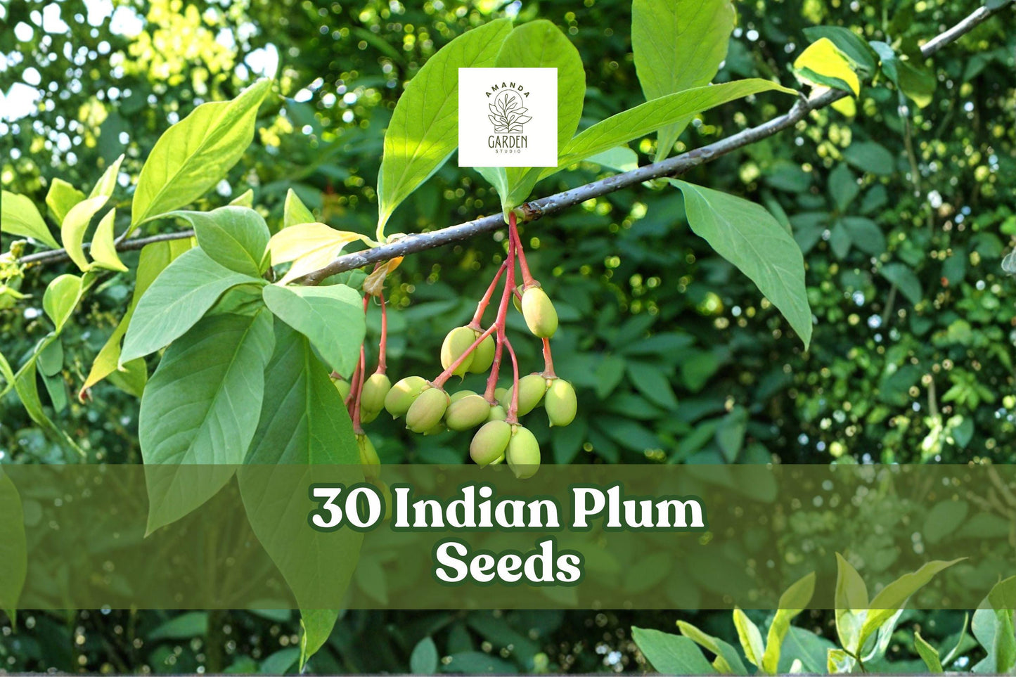 30 Indian Plum Seeds – Oemleria cerasiformis Native Deciduous Shrub for Woodland Gardens