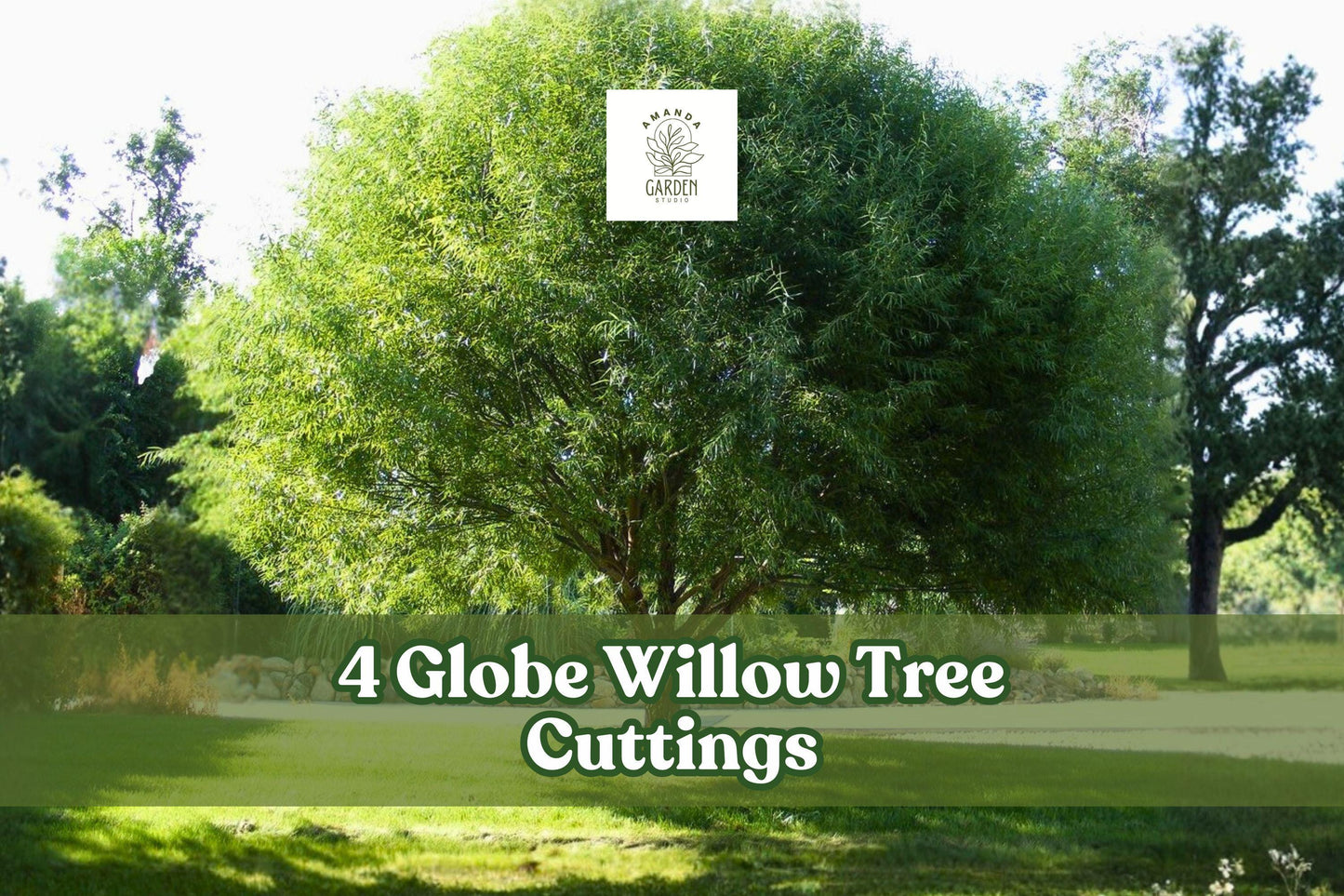 4 Globe Willow Tree Cuttings for Planting | Salix matsudana ‘Globe’ | Fast-Growing Shade & Privacy Tree