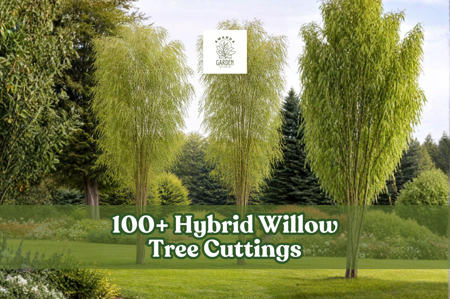 100+ Hybrid Willow Tree Cuttings – Fast Growing Privacy Hedge – Salix hybrid Deciduous Tree for Windbreaks and Landscaping