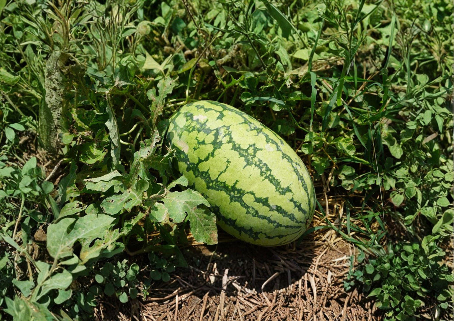 Jubilee Watermelon Seeds – Heirloom Vegetable Seeds for Sweet Red Melon Growing - Non-GMO, Organic, Garden Planting