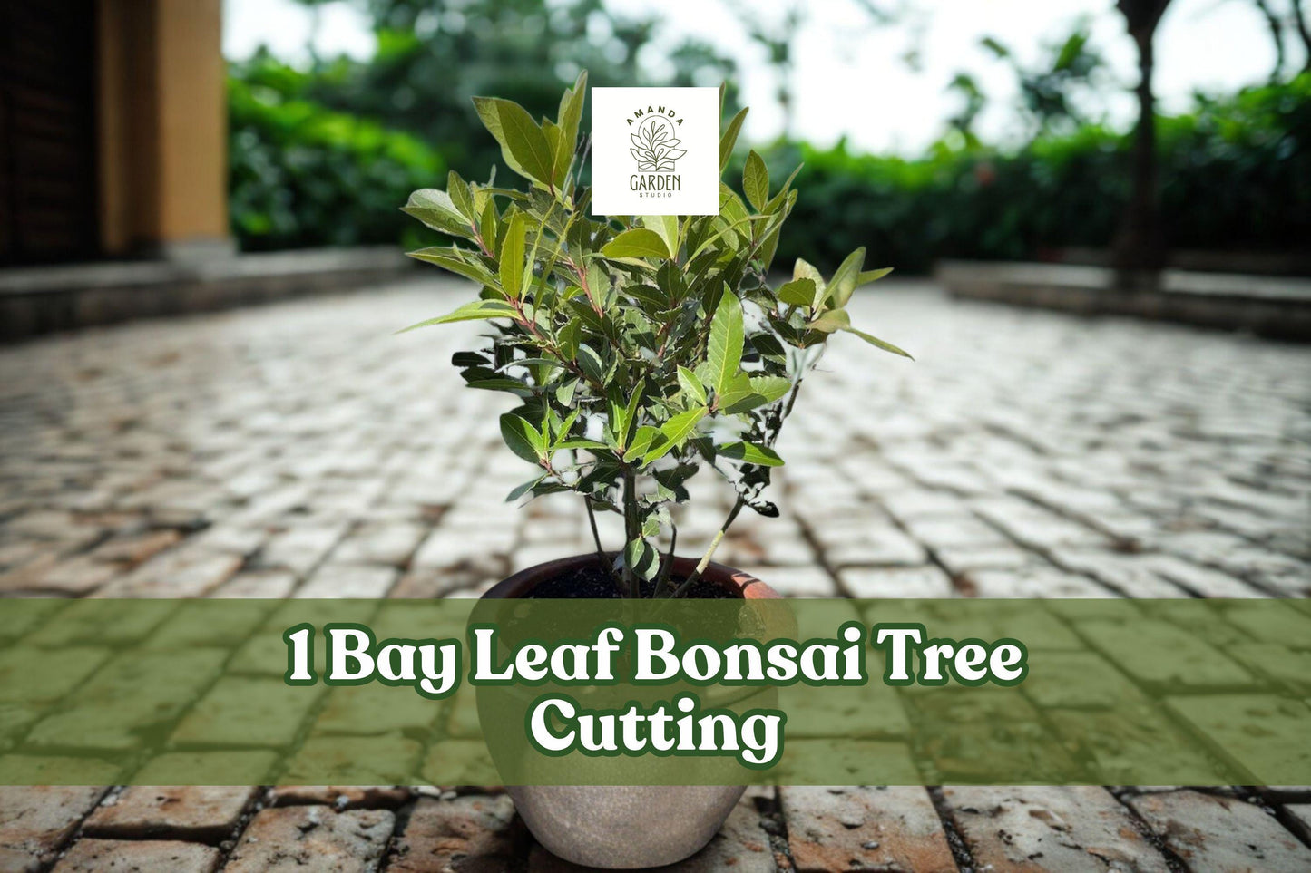 Bay Leaf Bonsai Tree Cutting – Ornamental Indoor/Outdoor Bonsai Starter with Thick Trunk, Live Plant for Training and Decoration