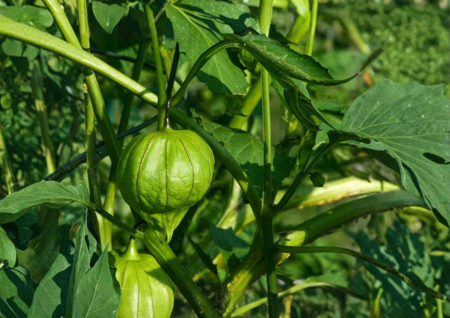 Heirloom Tomatillo Verde Seeds – 30 Seeds for Salsa Garden Growing – Organic, Non-GMO, Fresh Stock