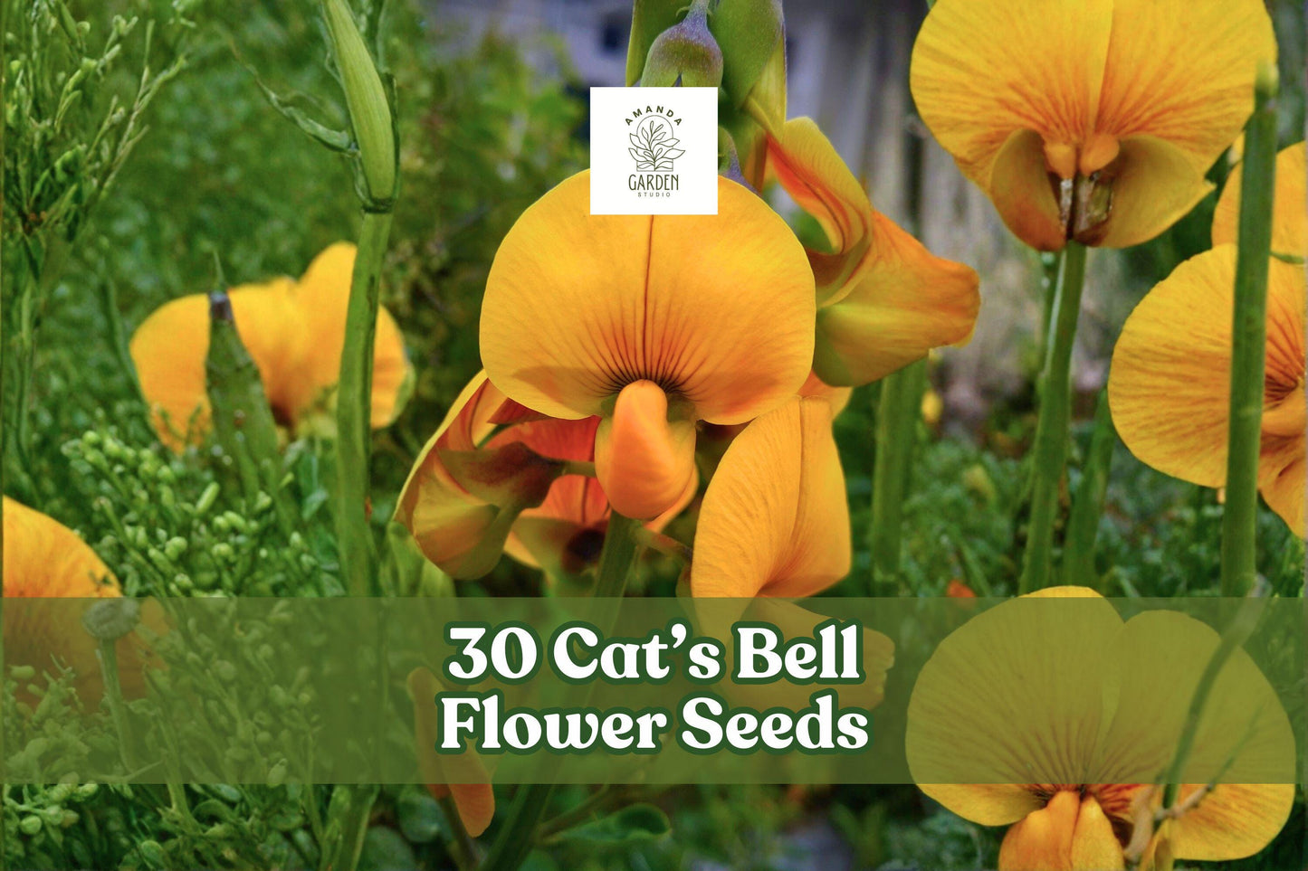 30 Cat’s Bell Flower Seeds – Crotalaria spectabilis Annual with Bright Yellow Blooms, Ornamental Garden Plant