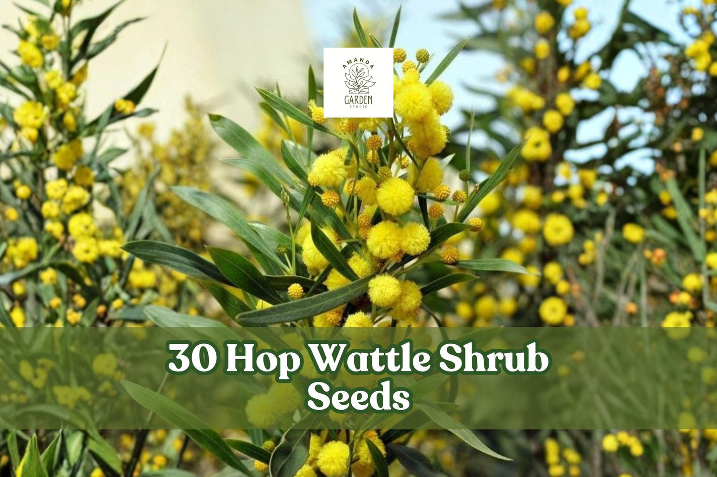 30 Hop Wattle Seeds for Planting - Acacia stricta Ornamental Shrub, Fine Foliage, Upright Habit, Native Landscape
