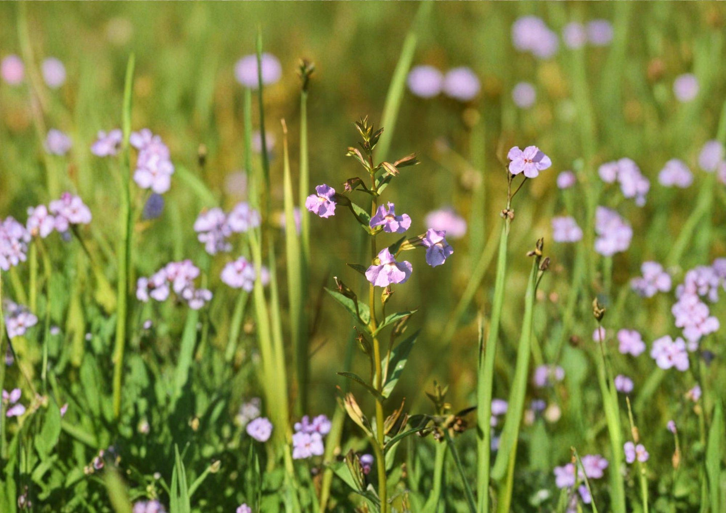 Monkey Flower Seeds - Purple Wetland Perennial Rain Garden Plant 5000 Seeds, Erythranthe spp.