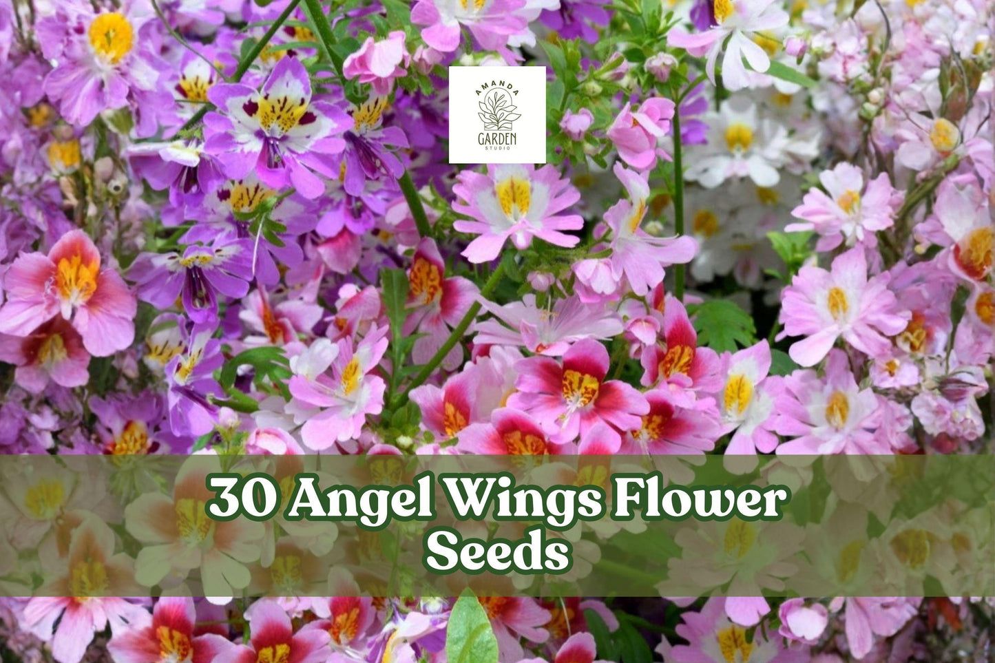 Angel Wings Flower Seeds – Butterfly Garden Mix, Annuals for Beds & Borders, Bright Colorful Blooms, Mixed Species