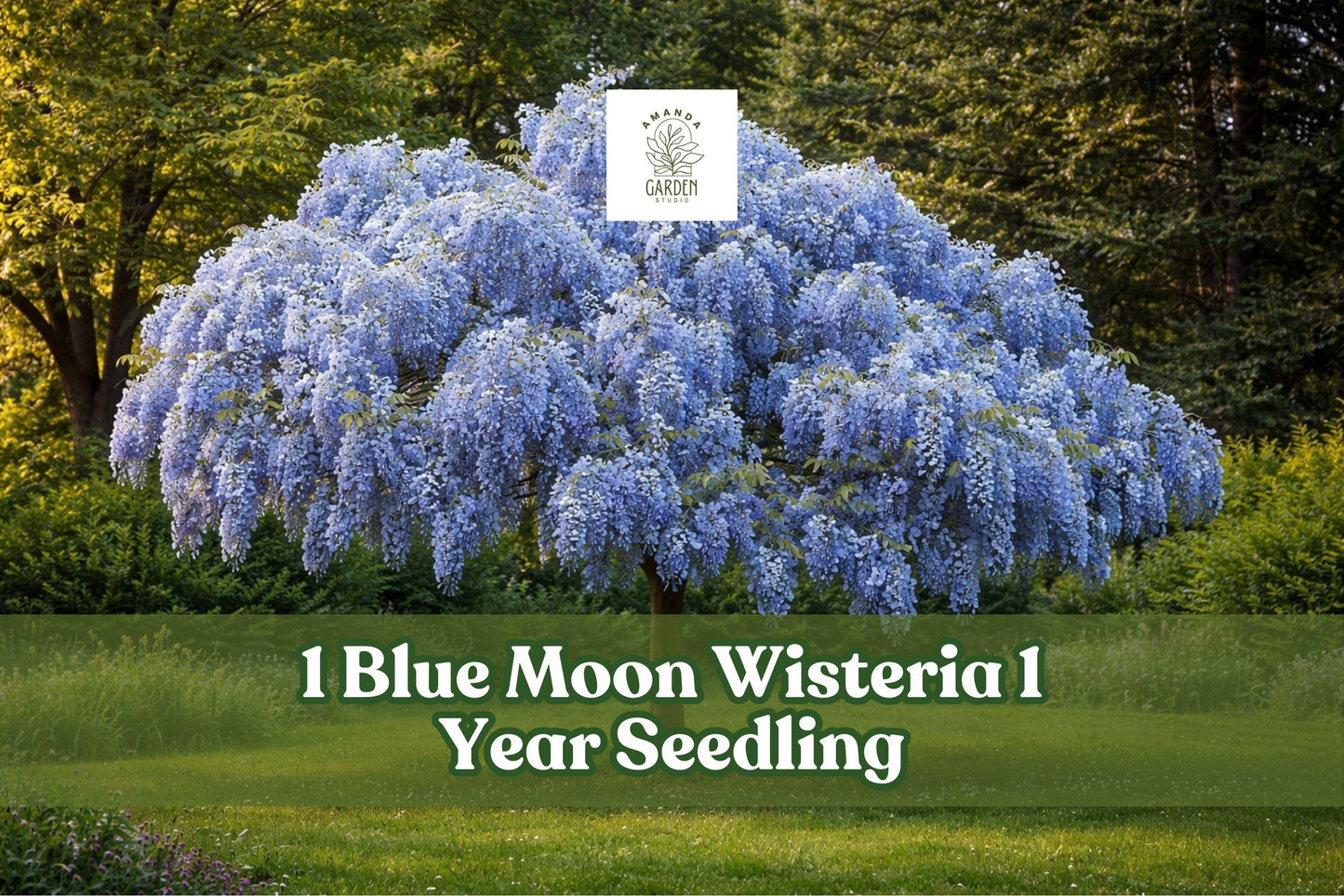Blue Moon Wisteria Seedling – Deciduous Flowering Vine with Lavender-Blue Blooms – Wisteria macrostachya