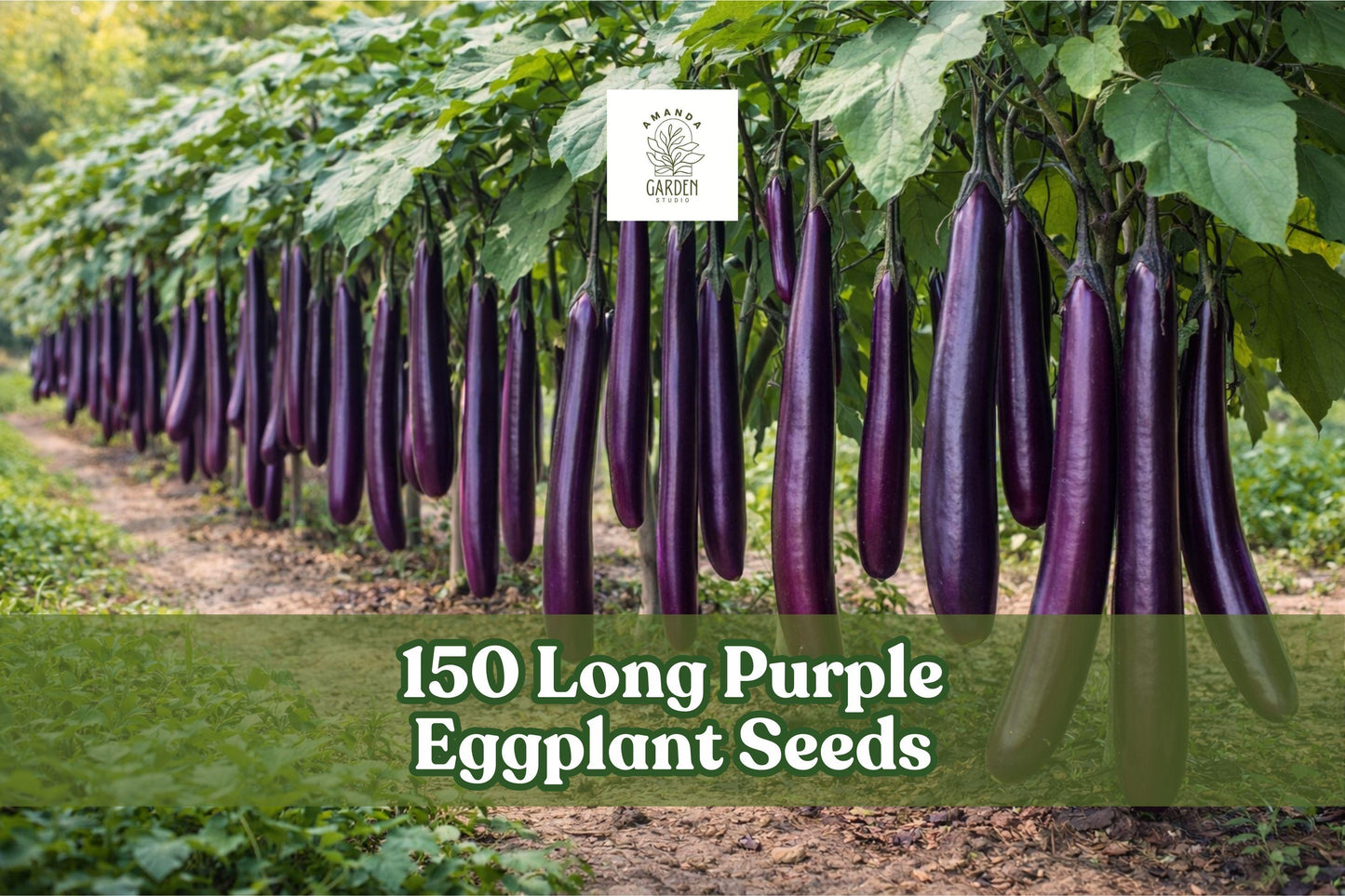 150 Long Purple Eggplant Seeds – Heirloom Solanum melongena for Garden Beds & Containers