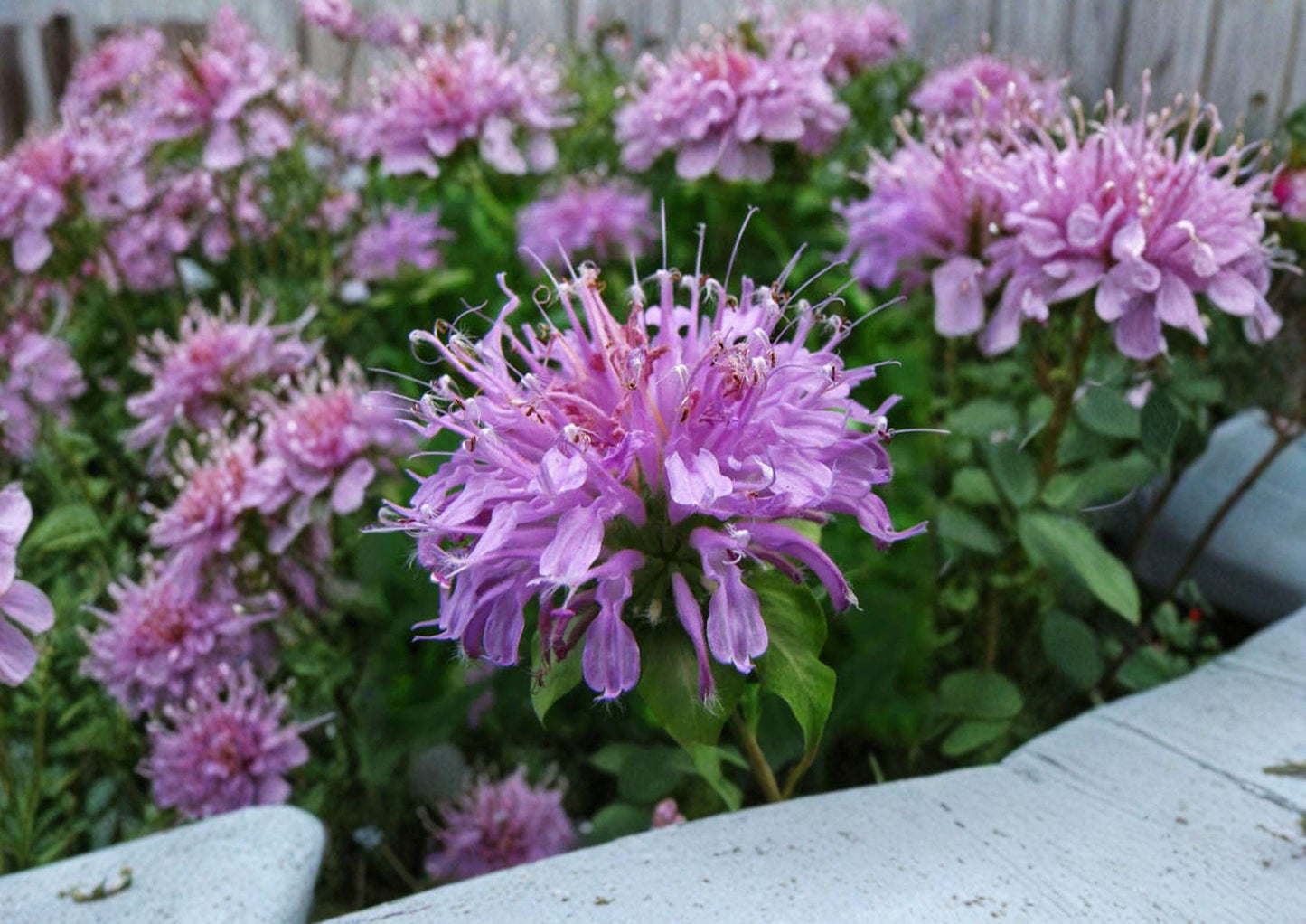 Monarda fistulosa Wild Bergamot Seeds - Native Bee Balm, Lavender Purple Pollinator Prairie Wildflower, Fast Growing Seed Pack
