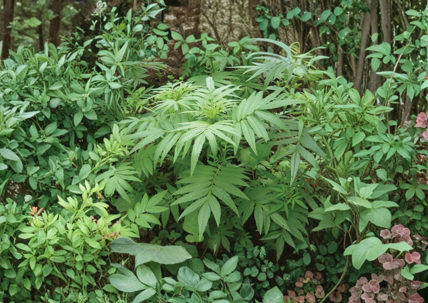 Huacatay Seeds - Black Mint Peruvian Culinary Herb 100 Seeds - Fresh, Organic, Aromatic, Tagetes minuta