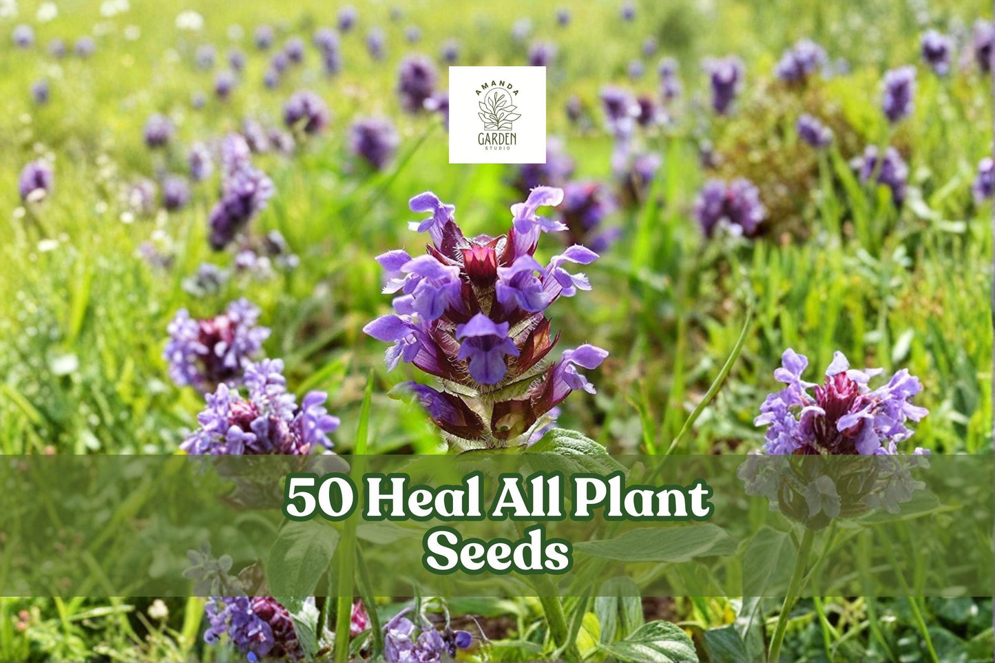 50 Heal All Seeds – Prunella vulgaris Hardy Perennial Wildflower with Violet-Purple Flowers, Creeping Growth, for Garden Beds & Meadows