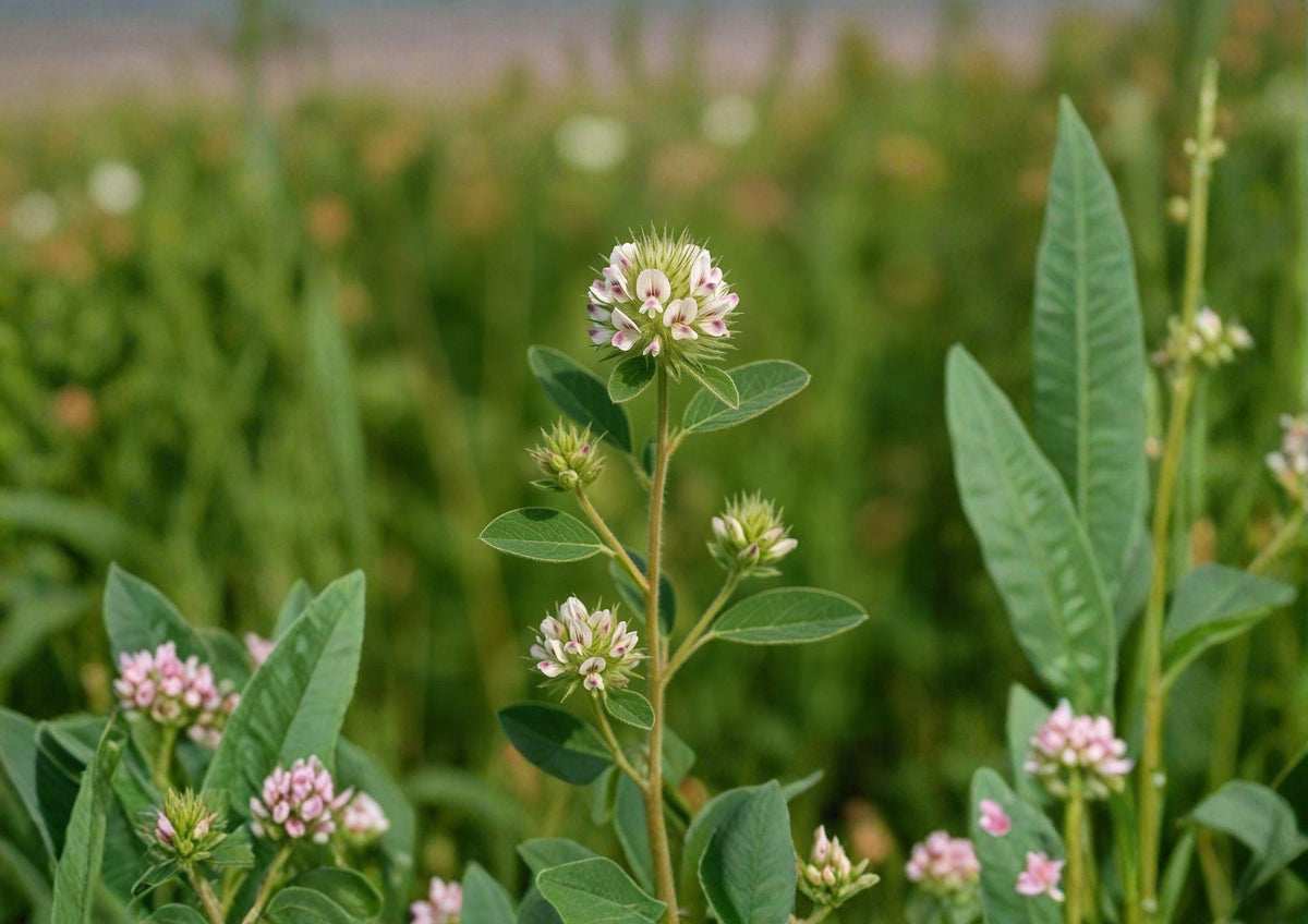 Roundhead Bush Clover Seeds – Native Prairie Wildflower, Pollinator-Friendly, Fast Growing, Desmodium rotundifolium