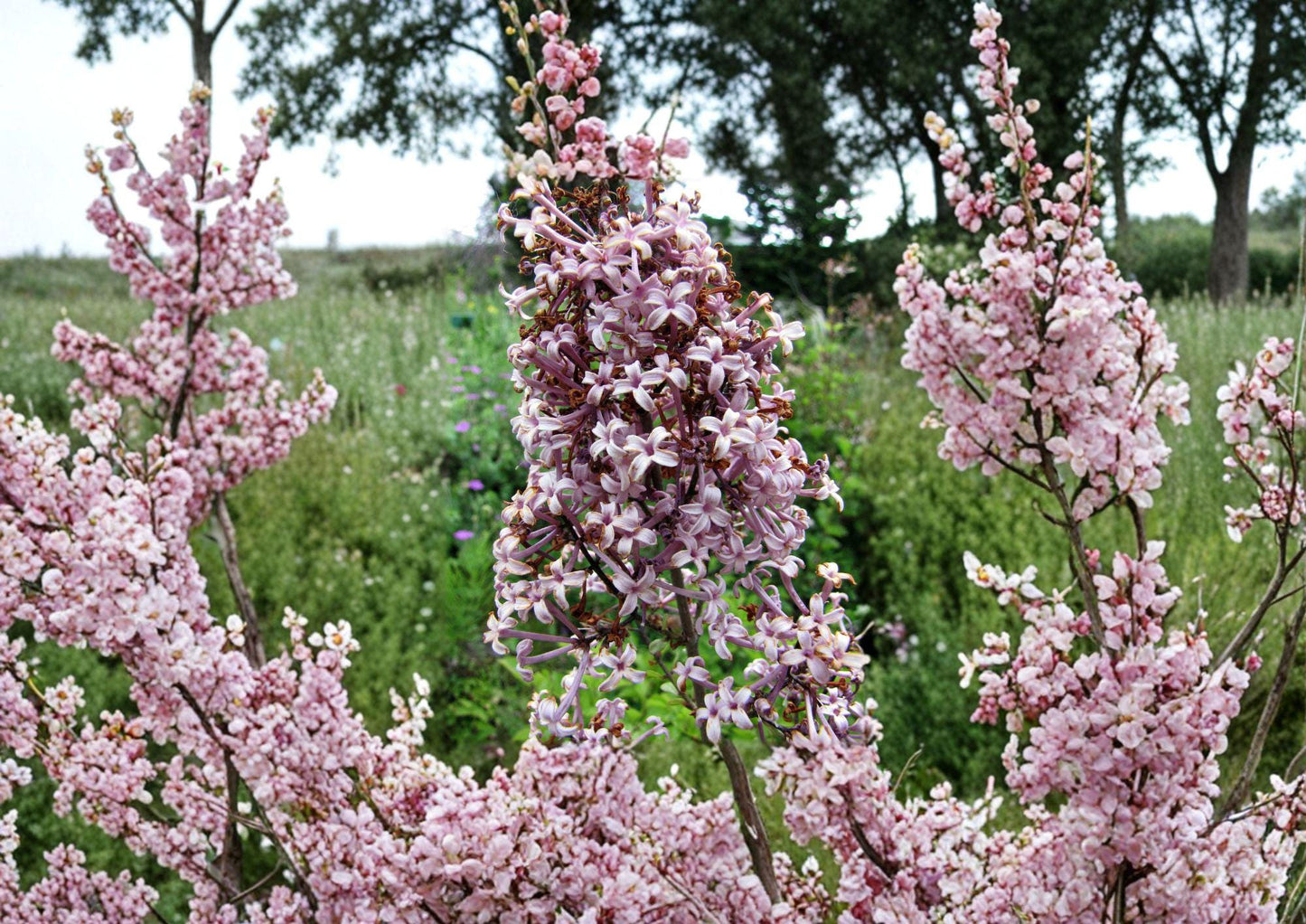 Littleleaf Lilac Flower Seeds – Fragrant Pink Purple Spring Shrub for Garden Borders – Syringa microphylla