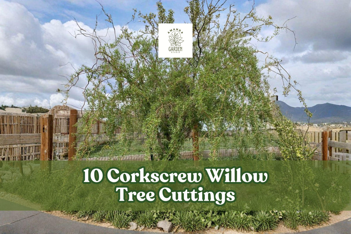 10 Corkscrew Willow Cuttings – Live Curly Salix Starts for Ornamental Landscaping – Fast-Growing Deciduous Tree Cuttings