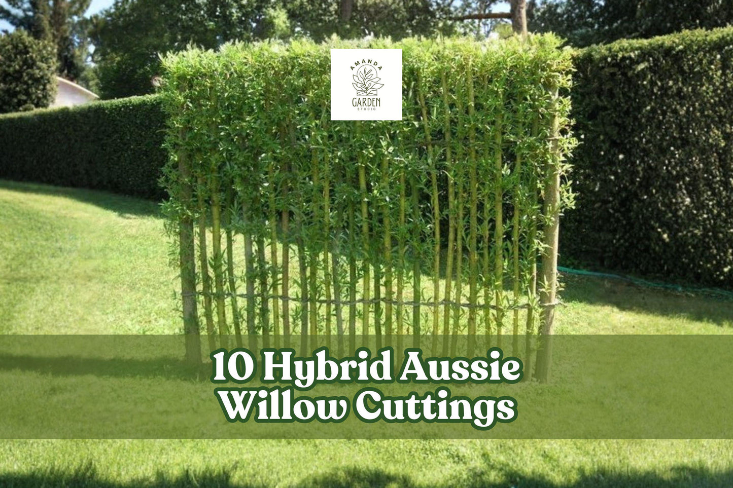 10 Hybrid Aussie Willow Cuttings – Fast Growing Privacy Trees for Living Fences & Windbreaks – Salix hybrid