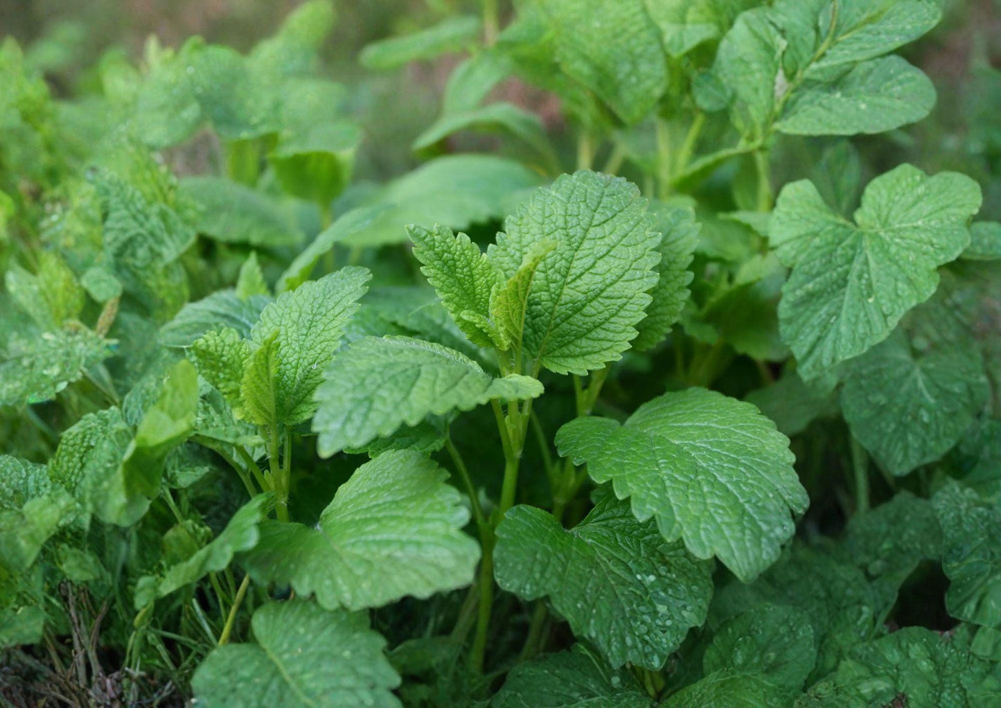 Lemon Balm Seeds – Fragrant Culinary Herb for Tea Gardens, Containers, Pollinators – Melissa officinalis