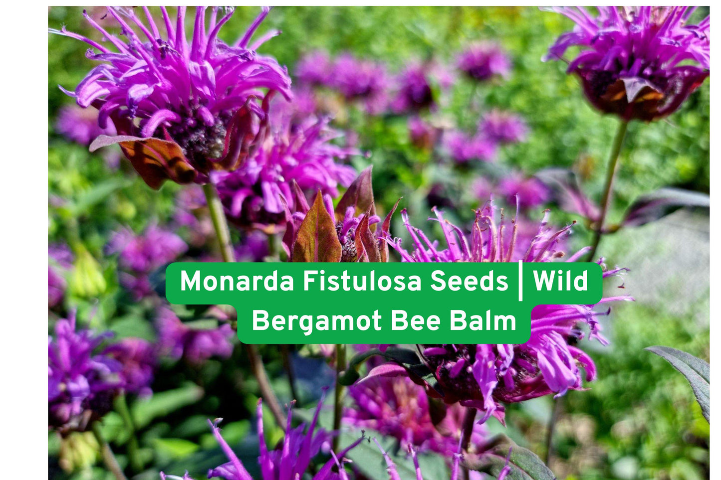 Monarda Fistulosa Seeds | Wild Bergamot Bee Balm Flower Seeds for Pollinator Gardens & Prairie Landscapes