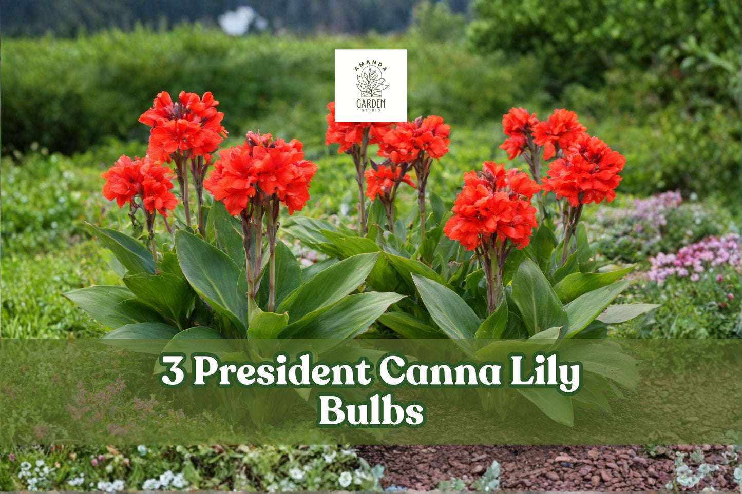 President Canna Lily Bulbs – Red Tropical Flowering Bulbs for Garden Beds & Borders – Canna indica