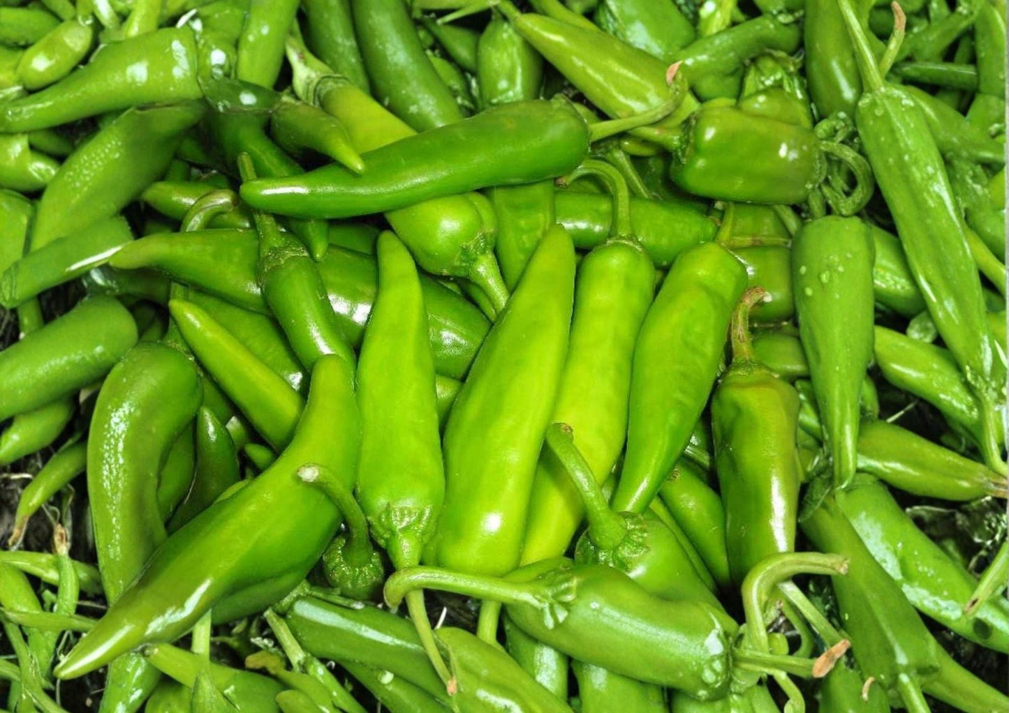Lumbre Hot Pepper Seeds – 25 Heirloom Fiery Red Chili Vegetable Seeds for Garden Growing - BloomHavenNursery
