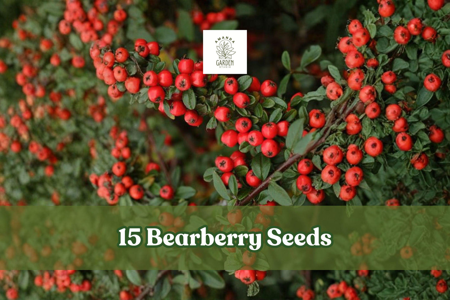 15 Bearberry Seeds – Arctostaphylos uva-ursi Evergreen Ground Cover with Red Berries, Low-Growing Shrub for Rock Gardens & Slopes