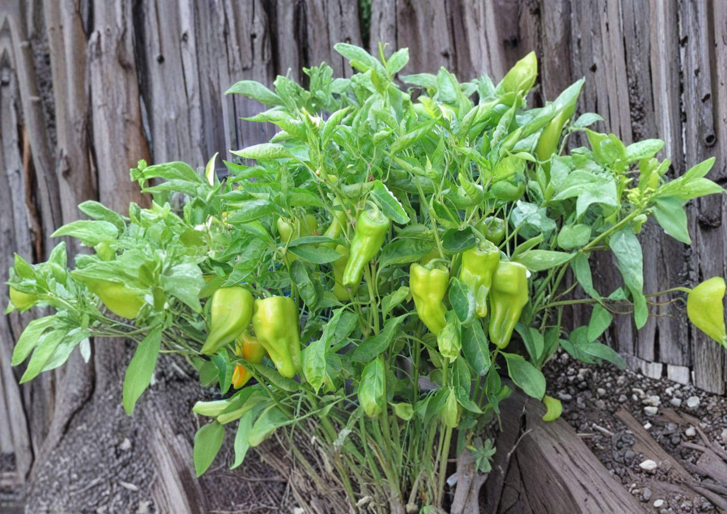 Heirloom Cubanelle Pepper Seeds – Long Light Green Frying Peppers, Warm Season Garden Veggies, Easy to Grow