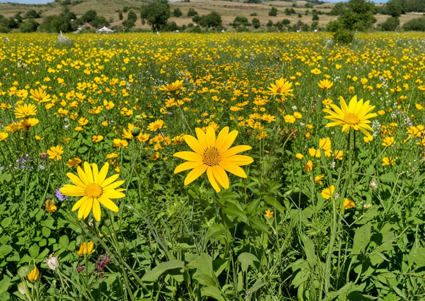 Heliopsis Helianthoides Seeds – 100 Perennial Yellow Daisy Flower Seeds for Garden Growing – Non-GMO