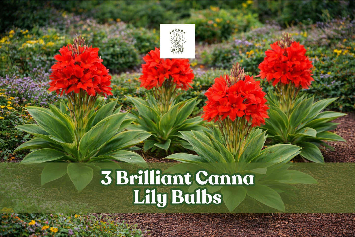 Brilliant Canna Lily Bulbs – Red-Orange Tropical Flower – Canna indica – Garden Bed & Container Planting