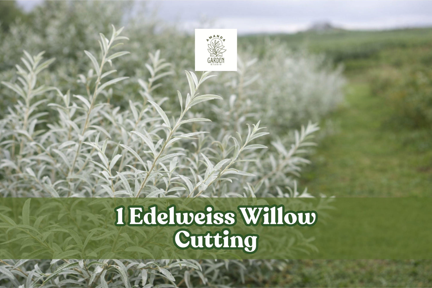 Edelweiss Willow Cutting, Variegated Salix Plant, White and Green Foliage, Deciduous Shrub, Bare Root, Landscape, Hedge