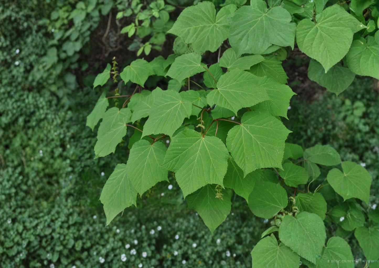 Manchurian Striped Maple Tree Seeds – Ornamental Snake Bark, Green Bark, Autumn Color, Easy to Grow, Acer ginnala