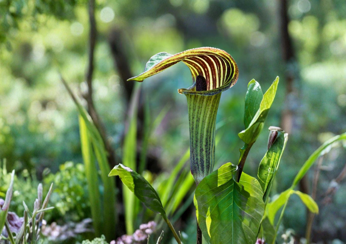 Arisaema Triphyllum Seeds – Rare Jack in the Pulpit Woodland Perennial Flower – Native Wildflower Seeds