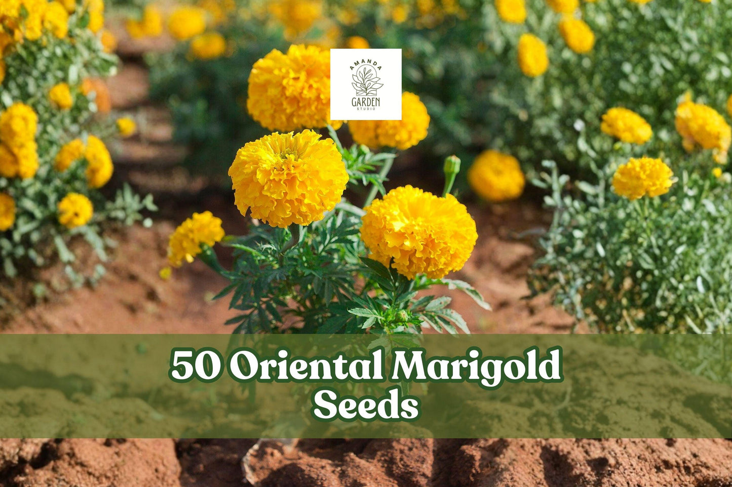 50 Oriental Marigold Seeds – Yellow Flower Annuals for Garden Beds & Containers – Tagetes spp.