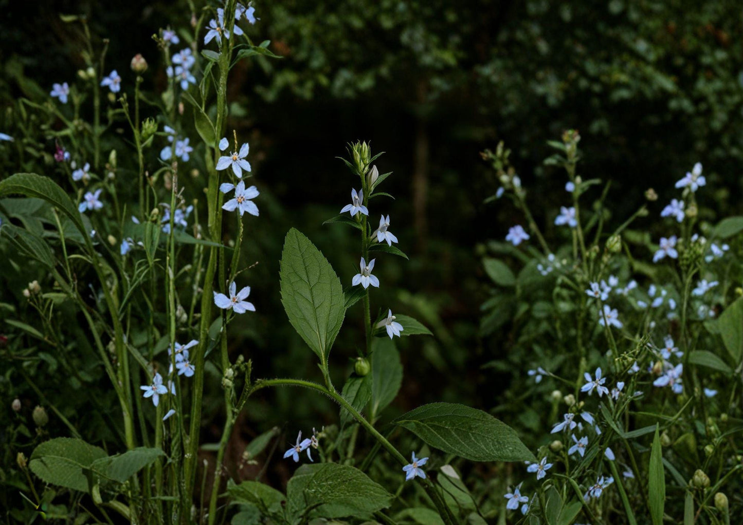 Lobelia Inflata Indian Tobacco Seeds – Native Wildflower for Pollinator Gardens – Ornamental Plant Seeds