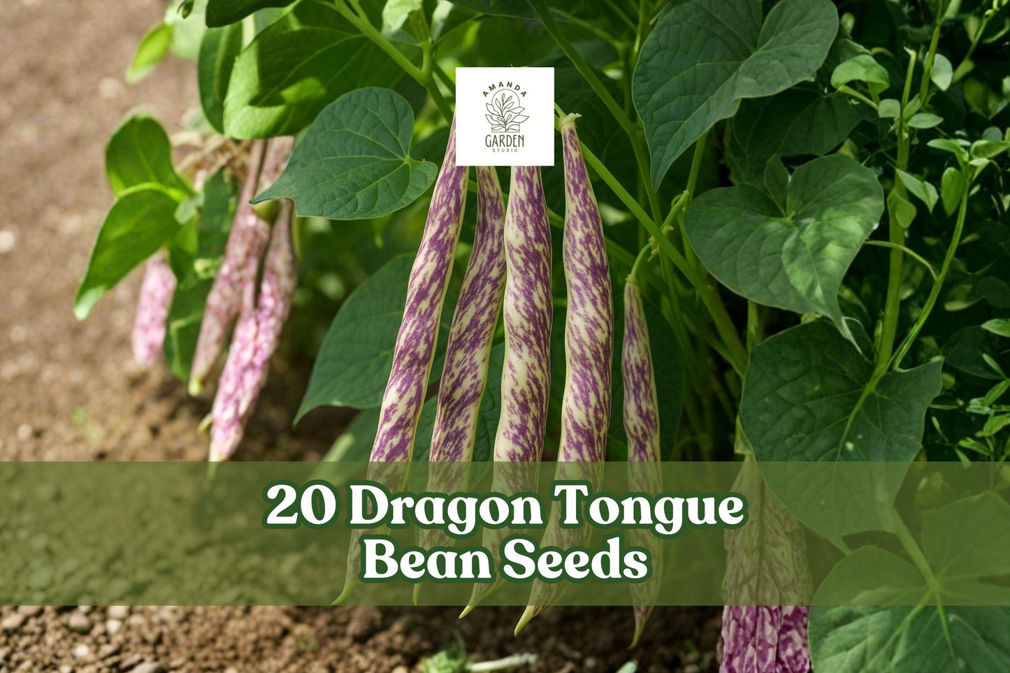 20 Dragon Tongue Bean Seeds – Heirloom Bush Beans with Cream Pods and Purple Streaks – Phaseolus vulgaris