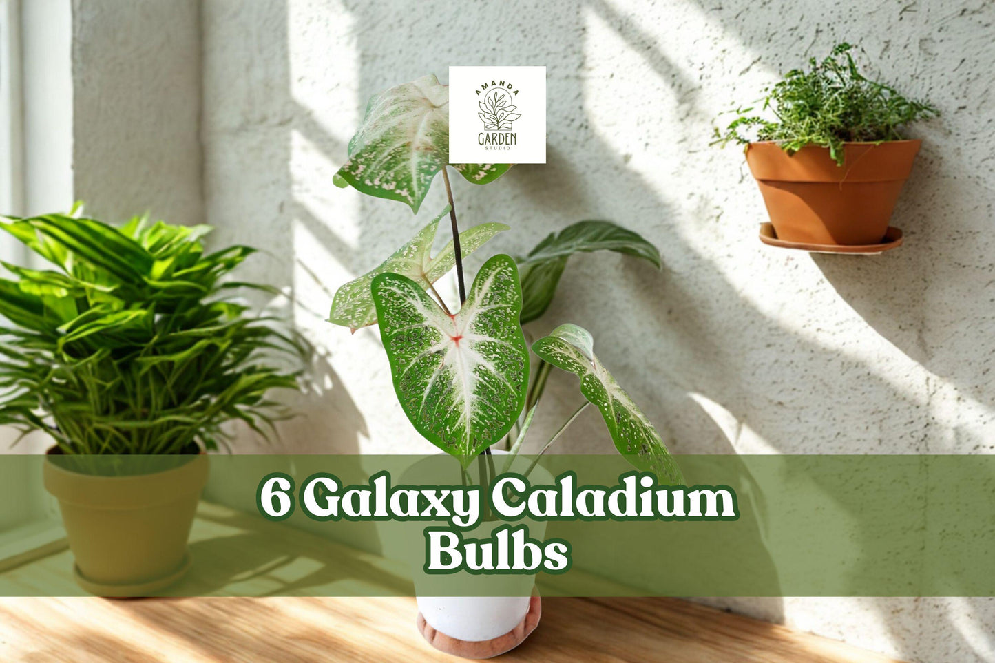 Galaxy Caladium Bulbs – Colorful Tropical Foliage, 6 Pack, Vibrant Heart-Shaped Leaves, Shade Garden, Container Planting, Caladium spp.