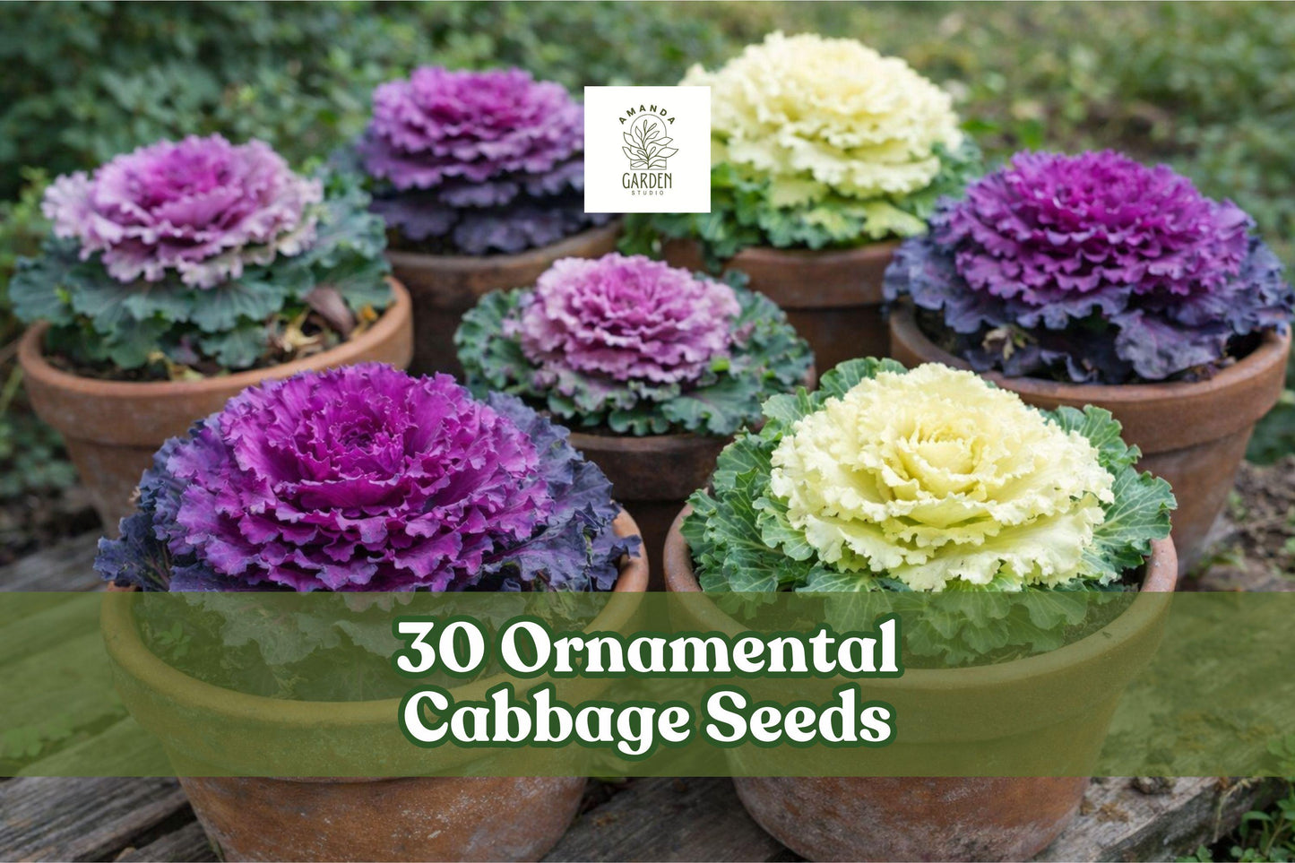 30 Ornamental Cabbage Seeds – Colorful Foliage, Purple Pink Green Mix, Brassica oleracea for Fall & Winter Gardens