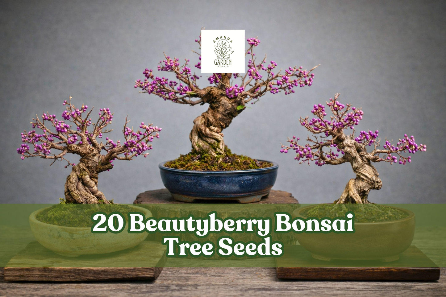 Beautyberry Bonsai Seeds – Callicarpa americana – Ornamental Purple Berry Shrub for Garden & Bonsai