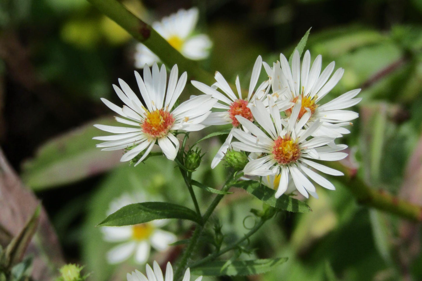 Heath Aster Seeds 100 Pack | Native Wildflower for Pollinator Gardens & Prairies | Symphyotrichum pilosum