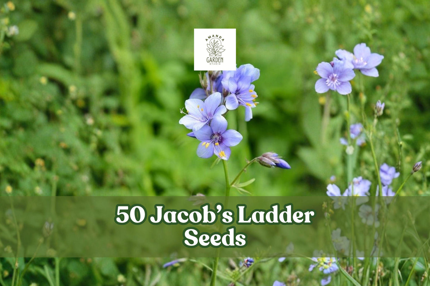 Jacob’s Ladder Seeds – Perennial Wildflower, Blue/Pink Blooms, Shade Garden, Polemonium reptans, 50 Seeds